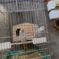 عروس هلندی|پرنده|دیواندره, |دیوار