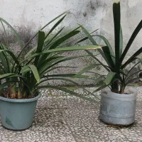 خورشیدی گل نارنجی .۱۳بوته بزرگ. ۲بوته کوچک  و