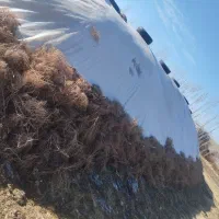 کاه|عمده‌فروشی|کشاورز, |دیوار