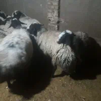 گوسفندشال 20رس