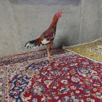 جوجه خروس لاری|حیوانات مزرعه|گمیشان, |دیوار