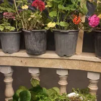 اجاره یک واحدسالن گلخانه