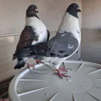 کبوتر کینگ