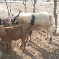 دو بر مست مخصوص گله