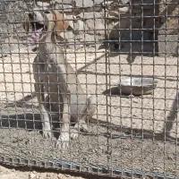 تازی|سگ|میلاجرد, |دیوار