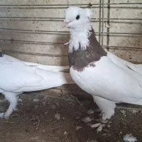 طوقی|پرنده|اشکذر, |دیوار