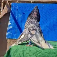 جفت کوهی دم سفید ۱۴ پردم تیپ و رنگ عالی