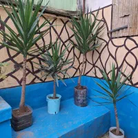 گل ( درخت ) یوکا