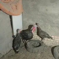 بوقلمون محلی