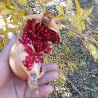 انار درجه دو ویک قیمت پایین|حراج|کوهنانی, |دیوار