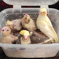 جوجه عروس هلندی مرواریدی ابلغ اهویی