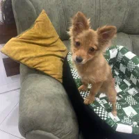 اشپیتز پامر روباهی