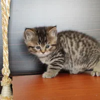 واگذاری گربه اسکاتیش و بریتیش|گربه|تبریز, |دیوار