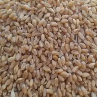 گندم چاق بذری ۲۶۰۰۰ تومان