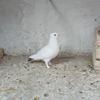 کفتر سفید،دم سبز کاکلی پاک
