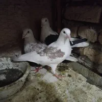 کبوترجفتگاه وپرشی|پرنده|مشهد, خواجه ربیع|دیوار