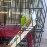 گرینچیک نر سخنگو