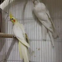 عروس هلندی
