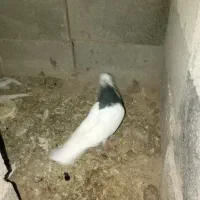 طوقی نر|پرنده|اسفراین, |دیوار