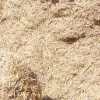 کاه گندم دیم