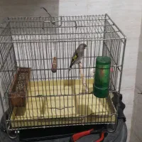 سهره دورگ|پرنده|زرندیه, |دیوار