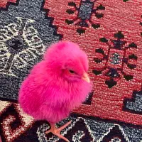 جوجه رنگی