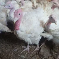 بوقلمون بیوتی