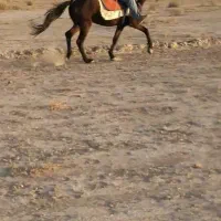 اسب یورقه|اسب و تجهیزات اسب‌سواری|چناران, |دیوار