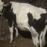 گوساله ماده