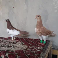 کفتر مانتانی زرد مانتانی سرخ مانتانی سیاه مشکی