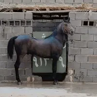 اسب نریون سردم گیر