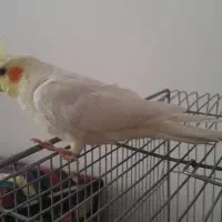 عروس هلندی نر