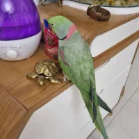شاه طوطی سخنگو