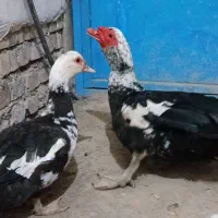 مرغابی مسکویی بالغ|حیوانات مزرعه|سبزوار, کراب|دیوار