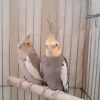 عروس هلندی نر و ماده|پرنده|تبریز, |دیوار