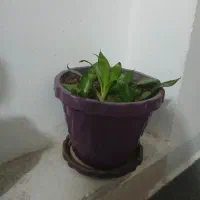 ۶ تا گل و گلدان همه با هم ۸۵۰ تومن|گل و گیاه طبیعی|یزد, |دیوار