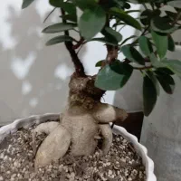 گل بن سای|گل و گیاه طبیعی|شیراز, جوادیه|دیوار