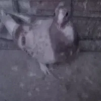 جوجه نر شغلا شده|پرنده|کرمان, |دیوار