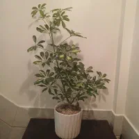 گل طبیعی شفلرا با گلدون سرامیکی کادوی روز مادر|گل و گیاه طبیعی|تهران, علم و صنعت|دیوار