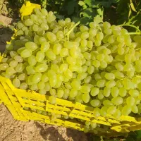 انگور عسگری بیدانه
