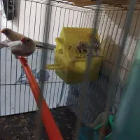 قناری وفنچ|پرنده|شیروان (خراسان), |دیوار