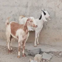2راس کهره ماده پاکستانی