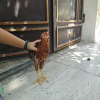 خروس لاری