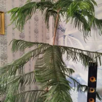 کاج مطبق