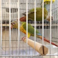 گیرینچیک|پرنده|شیراز, بازار|دیوار