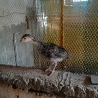 جوجه بوقلمون برنزیک ماهه