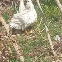 فروش دو اردک تخم گذار جوان با تخم درشت ولزیز