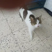 گربه ماده بالغ رایگان