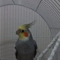 پرنده|پرنده|تهران, خواجه نصیر طوسی|دیوار