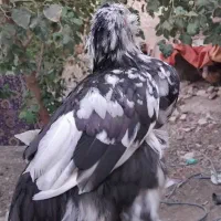 چهار عدد نیمچه خروس تزئینی